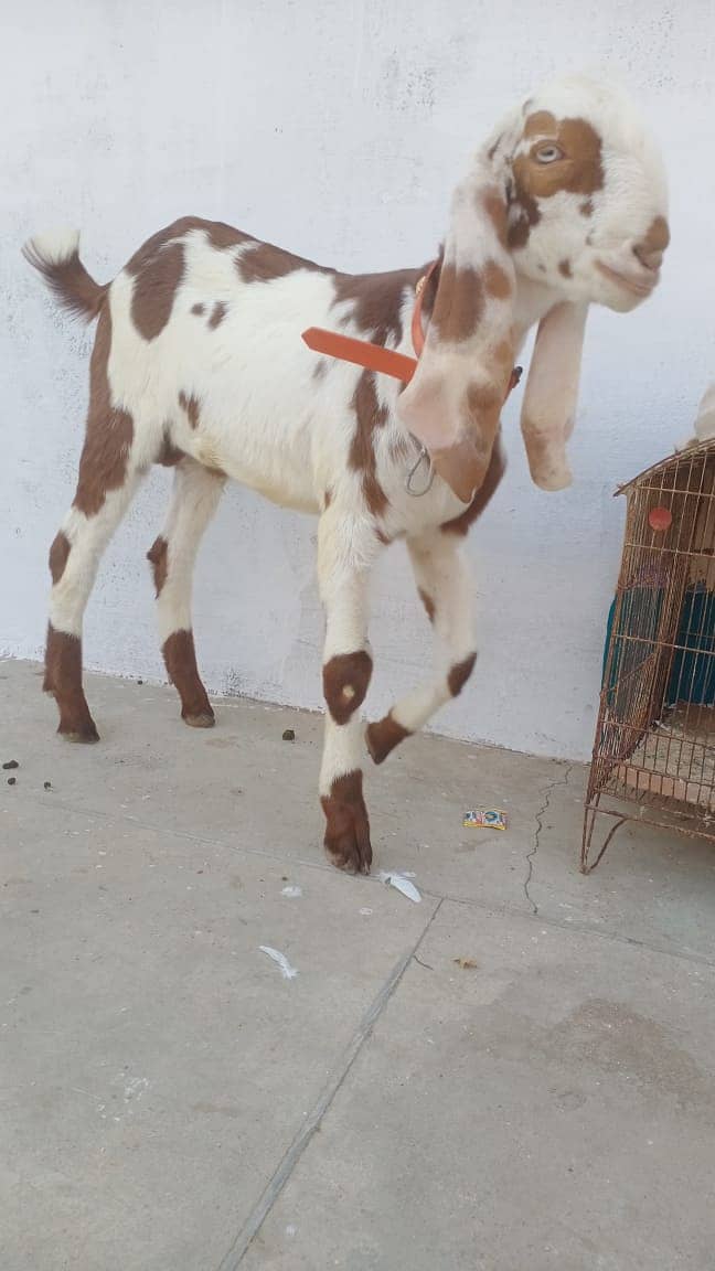 betal bkra/bkra/goat/for sale 4