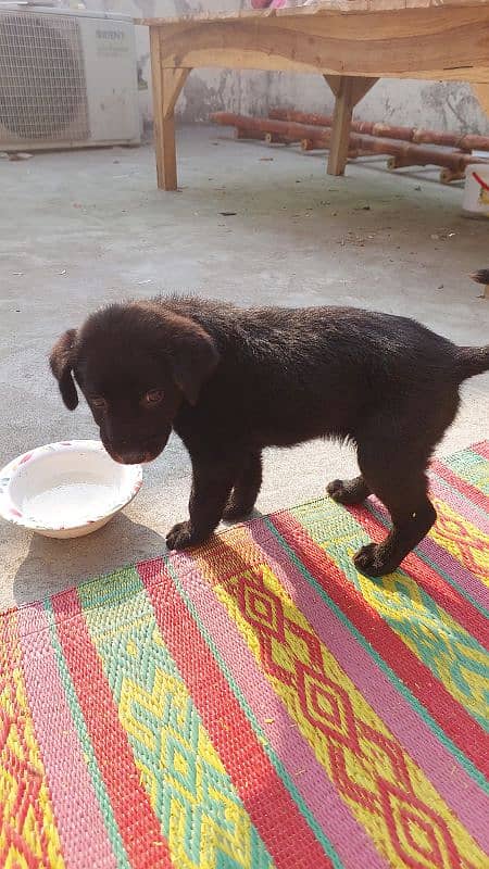 German Shepherd Puppy for sale 2