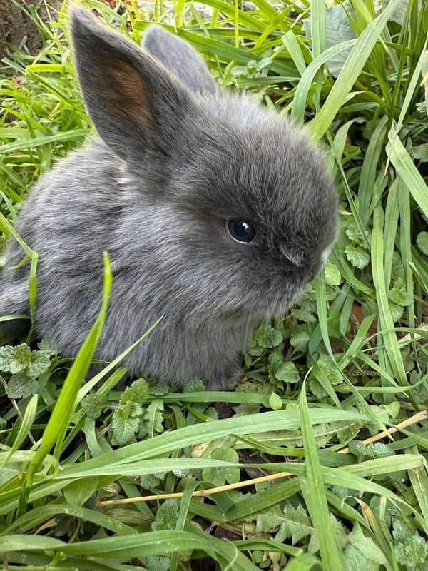 Hollandlop Bunny Rabbits 0