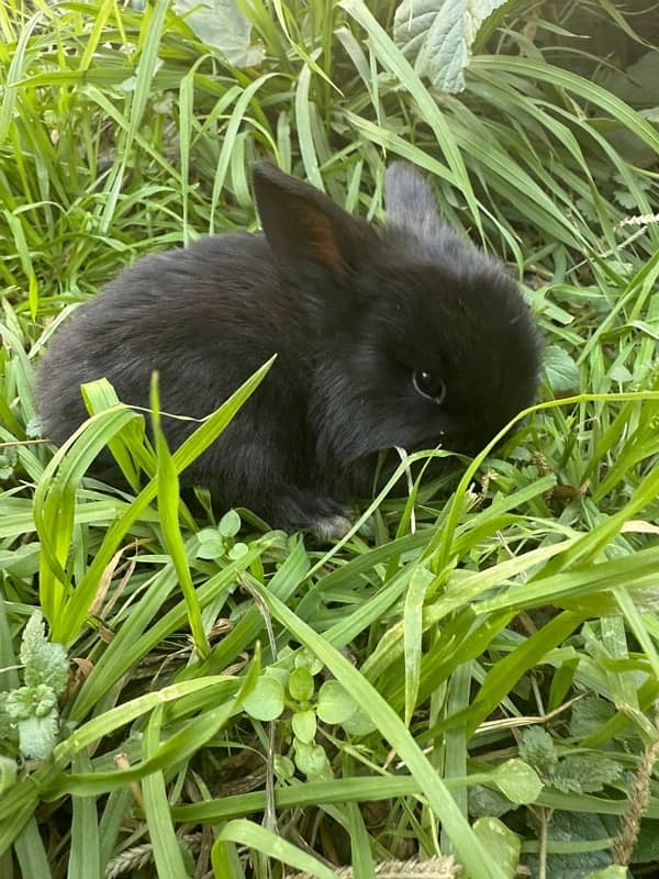 Hollandlop Bunny Rabbits 1