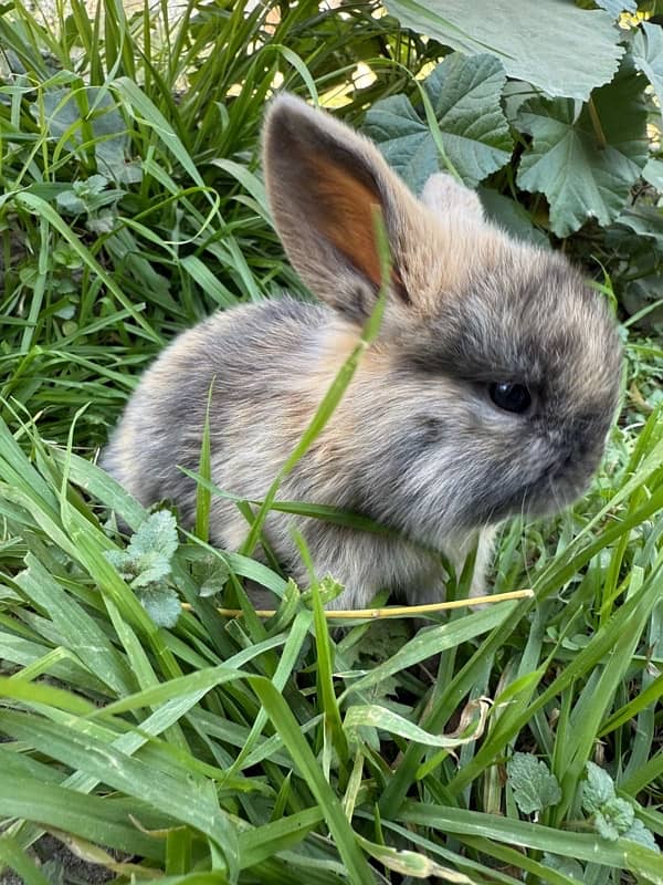 Hollandlop Bunny Rabbits 2