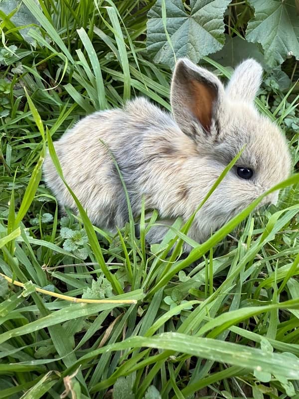 Hollandlop Bunny Rabbits 3