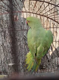 Female green parrot