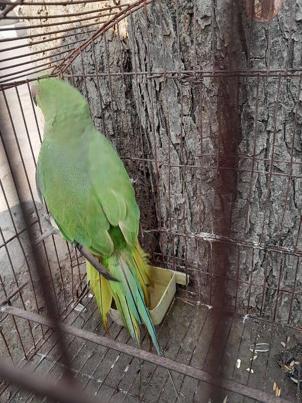 Female green parrot 1