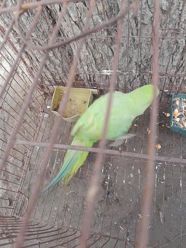 Female green parrot 2