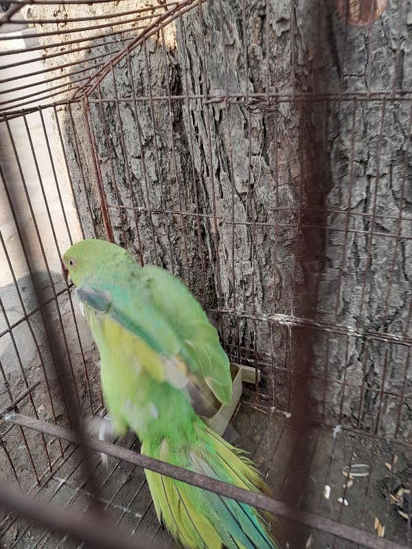 Female green parrot 3