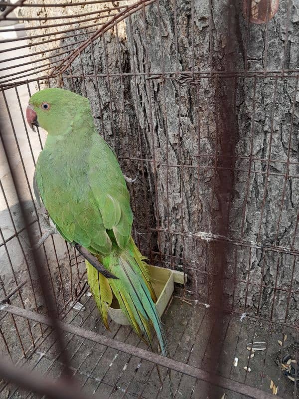 Female green parrot 4