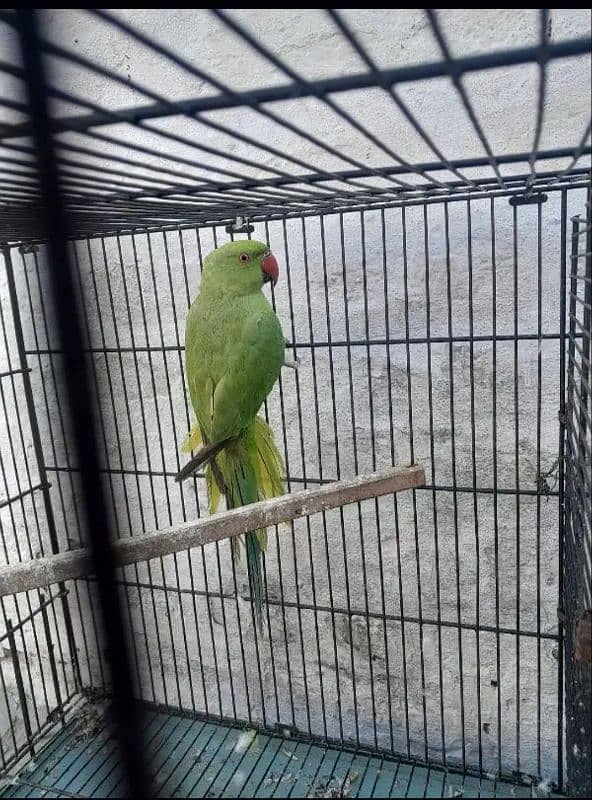 Female green parrot 5