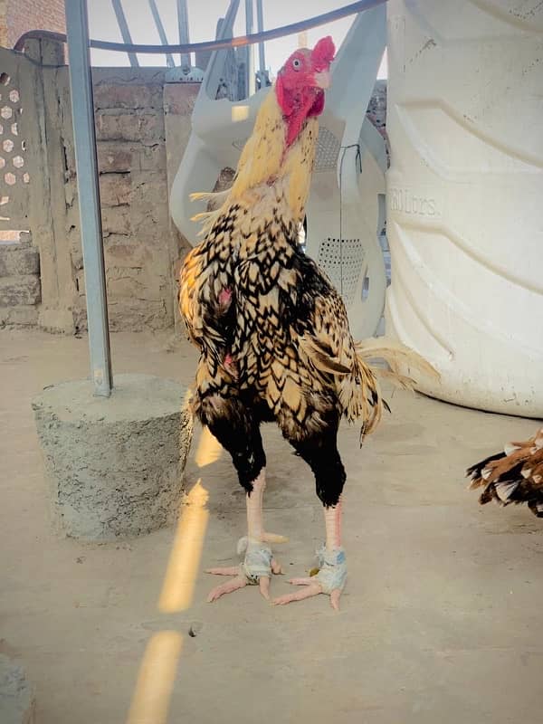 Aseel Sindhi breeder male 0