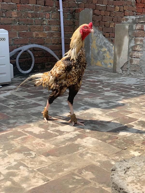 Aseel Sindhi breeder male 6