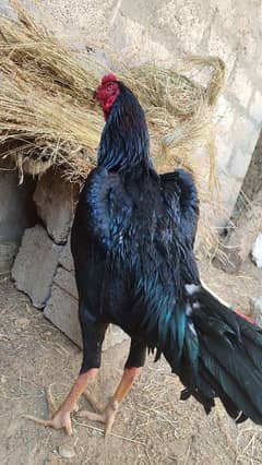 Black Shamo Murga For Sale | Shamo Patha | O Shamo