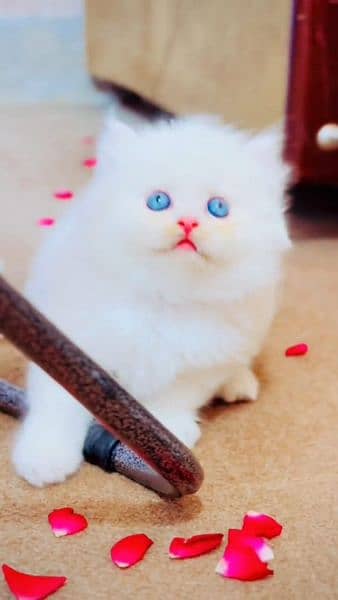 persian little cat 1