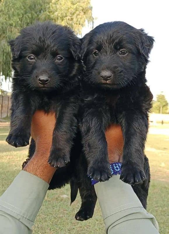 German Shepherd pair for sale 0