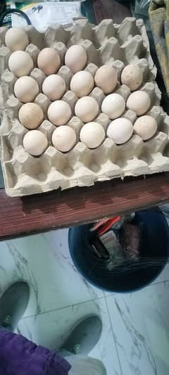 aseel eggs