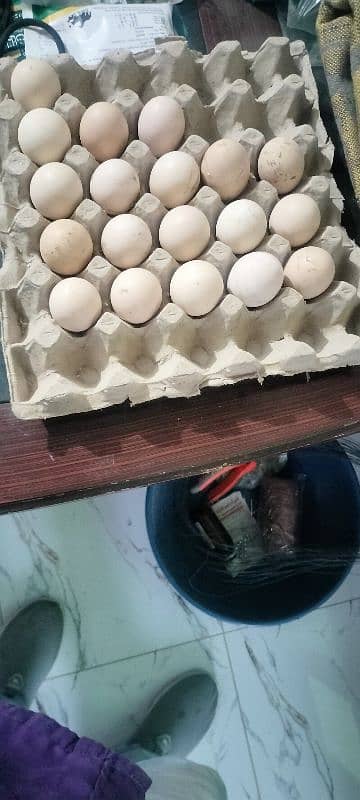 aseel eggs 0