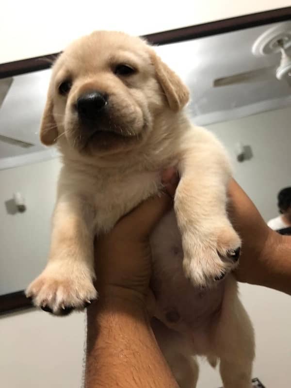 British adorable Labrador puppies available 0