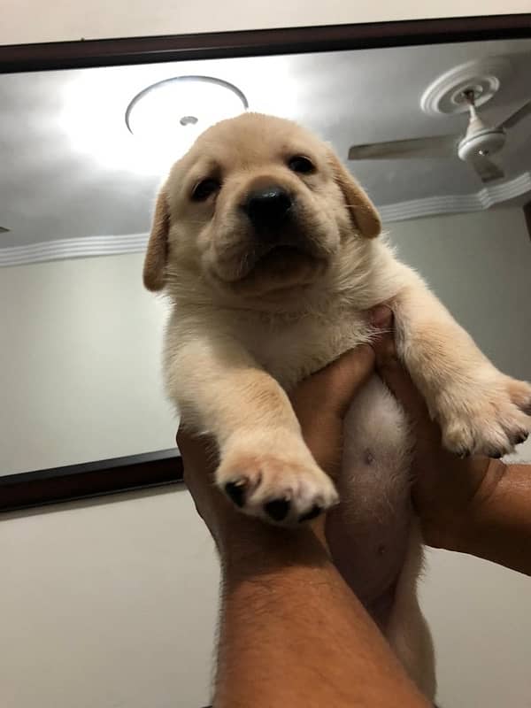 British adorable Labrador puppies available 1