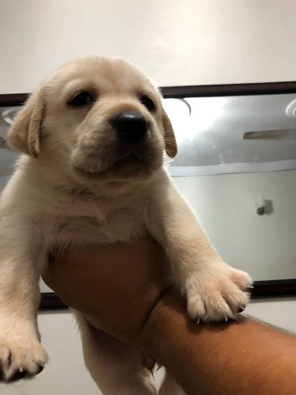 British adorable Labrador puppies available 2