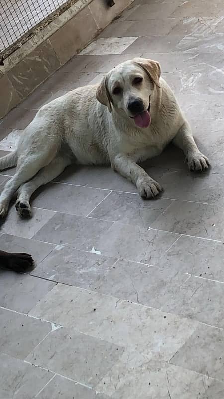 British adorable Labrador puppies available 7