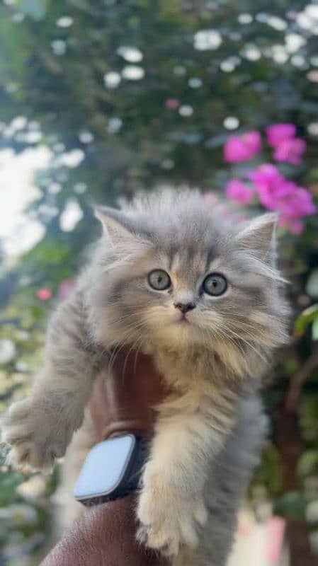 Persian cats for sale male female 2