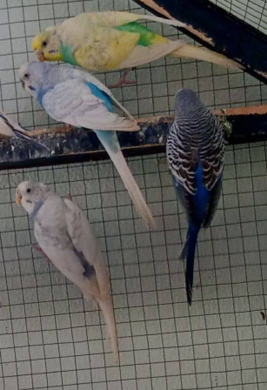 Australian parrots pair 1