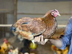 Lohman Brown & Black Egg laying 80% Age 6 Months Fresh Hen