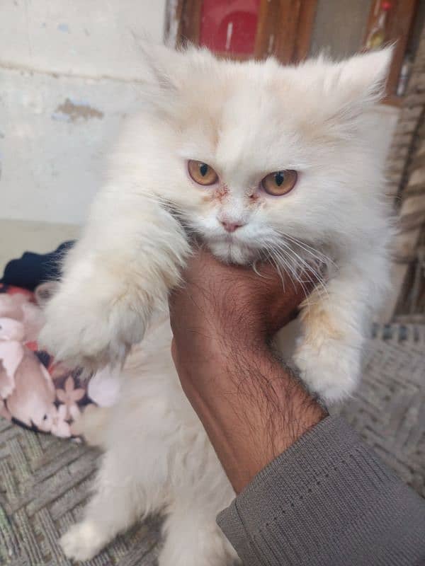 kitten Persian punch face for adoption 1