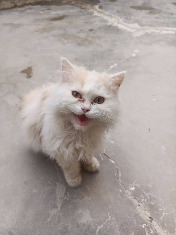 kitten Persian punch face for adoption 2