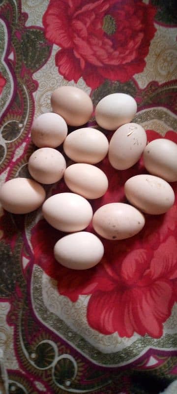 Desi egg 1