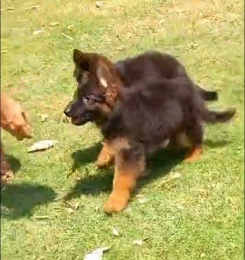 German Shepherd Puppy | Dog for sale | GSD | Black Mask | 03287625932 4