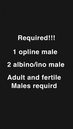 Required Males lovebird