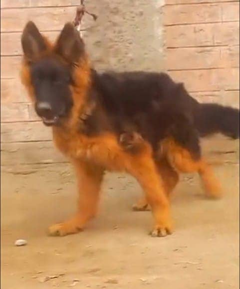 German Shepherd Puppy | Dog for sale | GSD | Black Mask | 03287625932 1