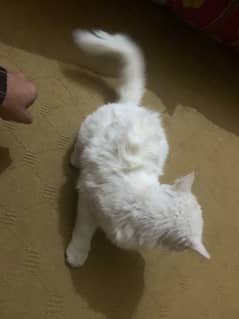 persian cat for sale