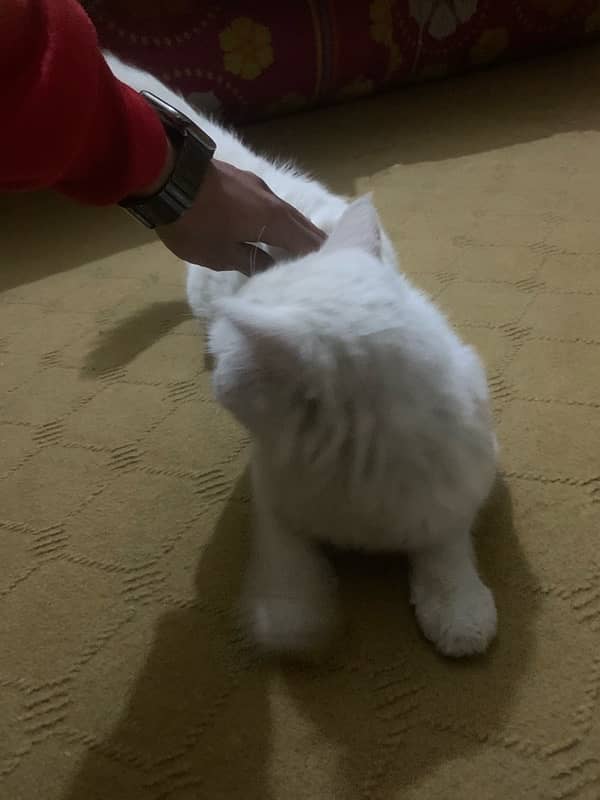 persian cat for sale 1