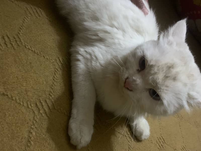 persian cat for sale 3