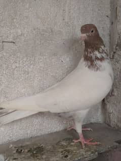 pigeon