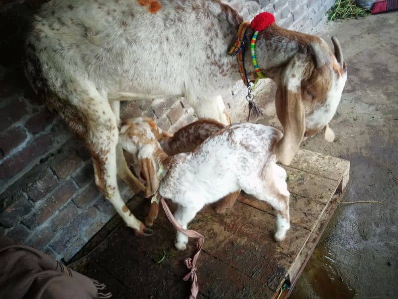 makhi cheeni bakri with 2kids male female#03274116585 2