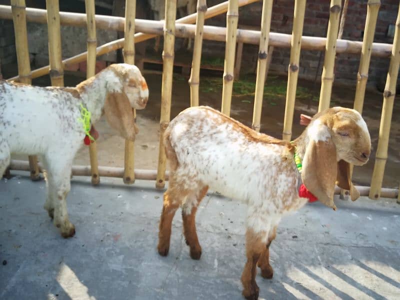 makhi cheeni bakri with 2kids male female#03274116585 3