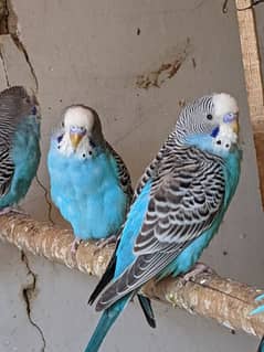 Budgies parrots pair and 1 single male