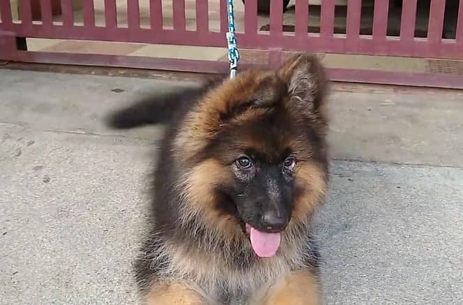 German Shepherd Puppy | Dog for sale | GSD | Black Mask | 03287625932 4