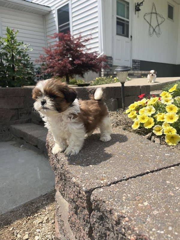 pure shih Tzu puppy 0