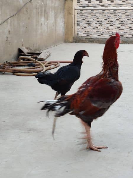 Aseel Murga Murgi pair for sell 5