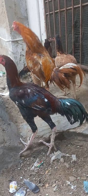 Aseel mianwali bloodline 8 months old pairs for sale 2