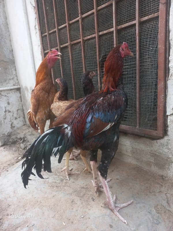 Aseel mianwali bloodline 8 months old pairs for sale 3