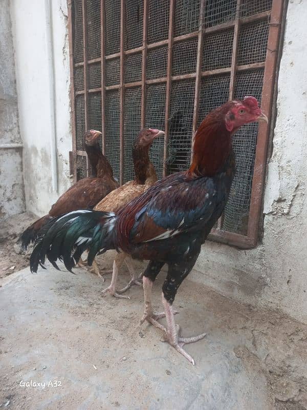 Aseel mianwali bloodline 8 months old pairs for sale 5