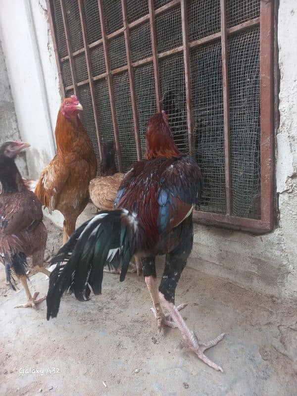 Aseel mianwali bloodline 8 months old pairs for sale 7