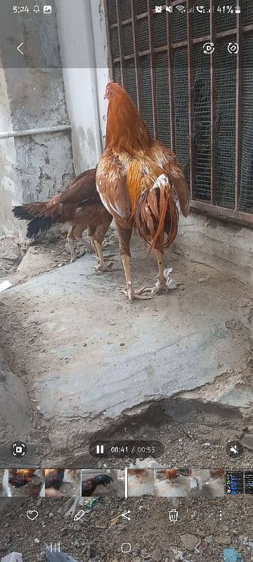 Aseel mianwali bloodline 8 months old pairs for sale 9