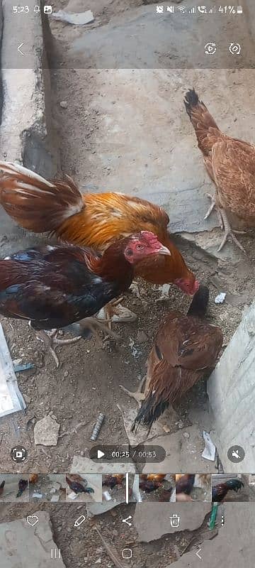 Aseel mianwali bloodline 8 months old pairs for sale 14