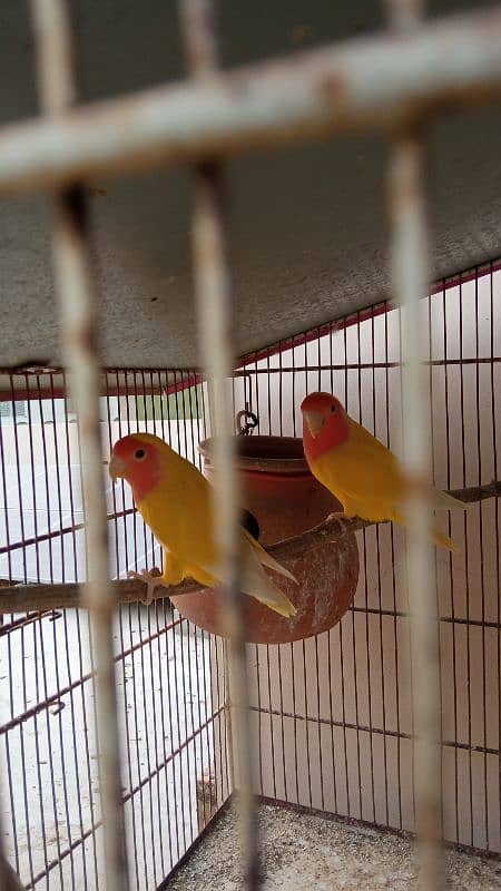 Lotino lovebirds 0