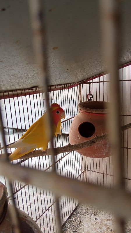 Lotino lovebirds 1